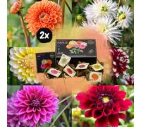 Flowerbulbs Amsterdam - 2X Luxe Box Large, Set Van 2X 6 Dutch Dahlia's
