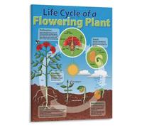 Flowering Plant Life Cycle Poster for Science Classroom Wall-Art