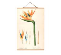 Flowers affiche No 41 eicie OFFRE SPECIALE - 4052115043409