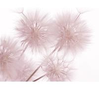 Flowers Closeup, Photo Murale Intissée, 360x270 Cm, 4 Parts - Enfants