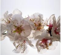 Flowers, Rideau Imprimé 280x245 Cm, 2 Parts