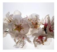 Flowers, rideau imprimé Grandes fleurs blanches et détails 280x245 cm, 2 parts Imprimé G