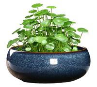 Flows Pot de fleurs hydroponiques en forme de fleur de lotus antidérapant pour plantes succulentes dans l'eau à l'intérieur 16,7 cm