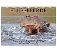 Flusspferde Magie des Augenblicks - Hippos in Afrika (Wandkalender 2026 DIN A3 quer), CALVENDO Monatskalender: Eindrucksvolle Fotos von den ... fotografiert von Winfried Wisniewski
