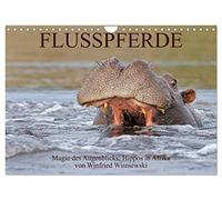 Flusspferde Magie des Augenblicks - Hippos in Afrika (Wandkalender 2026 DIN A4 quer), CALVENDO Monatskalender: Eindrucksvolle Fotos von den ... fotografiert von Winfried Wisniewski
