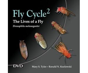 Fly cycle 2: the Lives of a Fly, Drosophila melanogaster