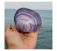 FLYIODFCXV Coquillages, 7-9 cm for décoration de Mariage, fête sur Le thème la Plage, d'intérieur, Bricolage, Aquarium et collectionneurs Coquillages