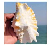 FLYIODFCXV Coquillages, Conque à Bouche Violette, Escargot Hirondelle(5~7cm)