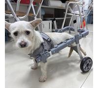 FLYIODFCXV Fauteuil Roulant pour Chiens Poussette légère for Voiture/Chien, Dispositif de mobilité for Animaux Compagnie à 6 Roues for attelle Jambe et Support Hanche(S)