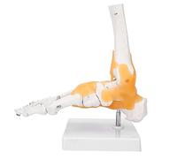 Fockety Modèle de Squelette de Pied Anatomique Adulte avec Ligaments Flexibles pour L'éducation à la santé Physique, Idéal pour L'enseignement et L'étude des Fonctions du Pied, 9,4 X 4,7 X 7,9 Pouces