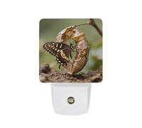 FodPand Veilleuse à brancher dans le mur avec capteur du crépuscule à l'aube 0,5 W LED moderne monarque papillon éclosion lampe de nuit blanc chaud veilleuse pour chambre à coucher, couloir, couloir
