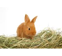 Foin naturel pour lapins 1 kg | Foin italien de prairie de montagne séché au soleil | Nourriture pour cochons d'Inde, Tous les rongeurs, chevaux, ovins, caprins | Qualité Premium