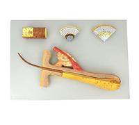 Follicule pileux anatomique, modèle de peau humaine pour l'enseignement et la formation, grossissant 700 fois, idéal pour l'éducation en salon de beauté de maquillage