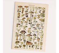 FOLLYGRAPH Poster champignons - Vintage - Image champignons, forêt, plantes (30 x 40 cm)