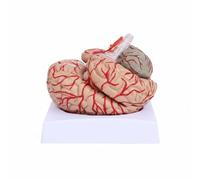 Folpus Anatomique du Cerveau Modèle Cérébral Maquette Didactique Carte Neuroanatomie avec Identifiées et Repères Numérotés en PVC Adaptée aux Laboratoires Enseignants Formation Salles de Cours