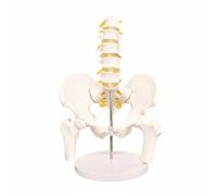 Folpus Modèle Anatomique Pelvis Squelette Spine Pelvien Joints Mouvants PVC Étude Morpho Convient à Formation Médicale Présentation en Laboratoire, MINI Avec Base