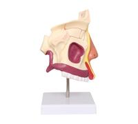 Folpus Modèle de Démonstration Du Modèle Structurel de La Cavité Nasale Humaine pour Le