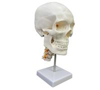 Folpus Modèle de Tête Humaine Anatomique Crâne Crânien Maquette de Squelette Support de Cours en Pvc avec Sutures Apparentes et Reliefs Osseux Adapté pour, 欧美白头带颈椎