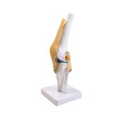 Folpus Modèle Gen Anatomique Fonctionnel | Démontre Flexion Extension, Modèle D'articulation du Gen, Éducatif, pr Exposition Éducative, Formateurs Médicaux