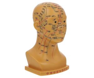 FOMIYES Modèle de Tête D'acupuncture en Pvc pour Démonstrations en ide Pédagogique Points D'acupuncture Précis, Outil D'enseignement Pratique