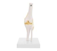 FONDOTIN 1 Ligaments Flexibles en PVC Lavable Taille Naturelle sur Support pour Enseignement et Étude de L’Anatomie Humaine