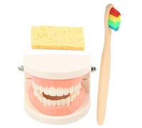 FONDOTIN Kit Pédagogique de Modèle avec Brosse à Dents Outil Éducation pour Démonstration des Soins Dentaires pour Développer la Coordination Main Oeil Couleur Aléatoire Couleur Aléatoire
