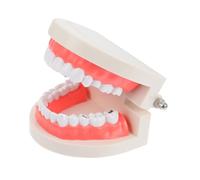 FONDOTIN Modèle de Carie Garçon Fille pour Enseignement Oral Simulation et Pédagogique pour Garçons et Filles