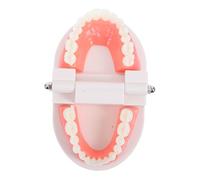 FONDOTIN Modèle de Dents Pédagogique Plastique pour Garçon Fille Démonstration Hygiène Bucco- Maternelle Modèle Standard pour Apprentissage Caries et Brossage
