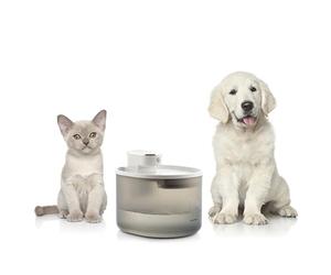 Fontaine pour Chats Rechargeable avec Détecteur Refopet InnovaGoods
