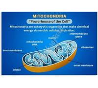 FOPURE Biology Study Guide Poster Mitochondria Functions Chart Cell Educational Wall-Art for Students Desk Decor(Framed,16x24inch(40x60cm))