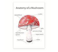 FOPURE Botanical Wall-Art Poster - Detailed Mushroom Anatomy Fungi Chart - Naturalist Decor for Home Office Cabin Study Room(Framed,08x12inch(20x30cm))