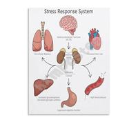 FOPURE Fight or Flight Response Poster Stress Response System Biology Educational Wall-Art Canvas Print for Science Classroom(Framed,16x24inch(40x60cm))