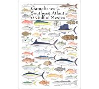 FOPURE Gamefishes of Southeast Atlantic & Gulf of Mexico Poster - Marine Biology Chart for Students, 's Room & Office Decor Gift(Framed,12x18inch(30x45cm))