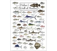 FOPURE Gulf of Mexico Marine Life Poster, Vintage Fishes Educational Chart with Red Snapper & Tuna, Framed Biology Print for Beach House Library Decor(Unframed,16x24inch(40x60cm))