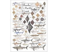 FOPURE Pacific Coast Cartilaginous Fish Poster, Ray Skate Chimaera Species Identification Chart, Vintage Science Art for Marine Biologist Gift(Unframed,08x12inch(20x30cm))