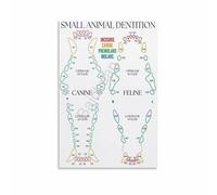 FOPURE Small Animal Chart Poster - Canine & Feline Teeth Anatomy, Educational Wall-Art for Vet Training(Framed,12x18inch(30x45cm))