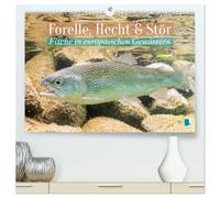 Forelle, Hecht und Stör: Fische in europäischen Gewässern (hochwertiger Premium Wandkalender 2026 DIN A2 quer), Kunstdruck in Hochglanz: Heimische Fische: Unter Wasser auf der Lauer