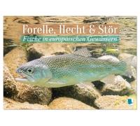 Forelle, Hecht und Stör: Fische in europäischen Gewässern (Tischkalender 2026 DIN A5 quer), CALVENDO Monatskalender: Heimische Fische: Unter Wasser auf der Lauer