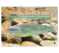 Forelle, Hecht und Stör: Fische in europäischen Gewässern (Wandkalender 2026 DIN A2 quer), CALVENDO Monatskalender: Heimische Fische: Unter Wasser auf der Lauer