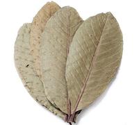 Forest Aquatics Feuilles de goyave pour crevettes, abri et nourriture naturelle pour poissons d'aquarium, fournit des tanins de guérison, parfait pour l'élevage et la cachette (10)