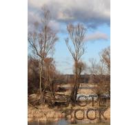 Forest Notes: Europe’s last major unregulated river - Notebook