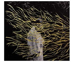 Forest Swords - Engravings