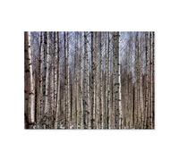 Forêt de bouleaux en Finlande，1000 Pièces Puzzle pour Adultes Puzzle Coloré 1000 Pièces Adultes, Puzzles Classiques Puzzle en Papier 1000 Pièces（38x26cm）-AT35