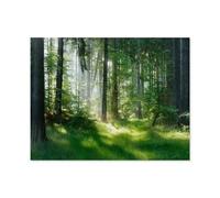 Forêt Naturelle d’épicéas, Rayons de Soleil à Travers Le Brouillard créant Une atmosphère Mystique，Puzzle 1000 Pièces, Convient pour Adultes Et Enfants Puzzle À Partir De 8 Ans -D51
