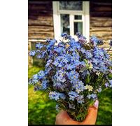 Forget-me-nots