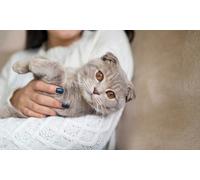 Formation en ligne courte Bien éduquer son chat avec Format Pro Learning