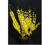 forsythia de paris w nd® courtalyn c 4 litres - fleur jaune