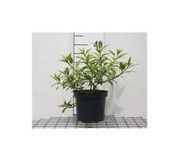 Forsythia hybr. 'Maree d'or'® ('courtasol'®) - Forsythia , Mimosa De Paris 'Marée D'Or' 25- 30 cm en pot