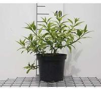 Forsythia hybr. 'Maree d'or'® ('courtasol'®) - Glycine d'or conteneur 25- 30 cm
