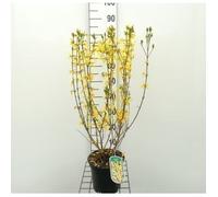 Forsythia int. Spectabilis Forsythia Mimosa De Paris 50 - 60 cm en pot